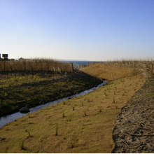 Génie végétal, génie écologique - CHOGNOT