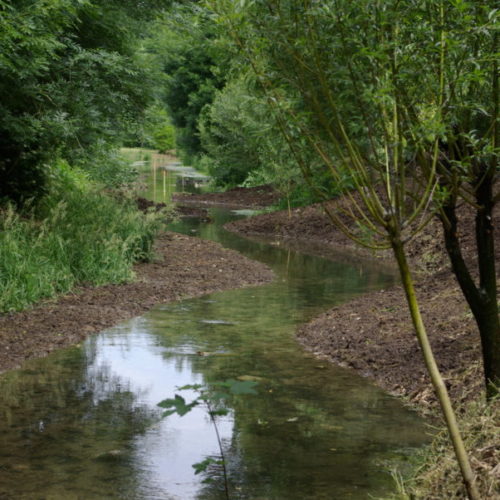 Renaturation de berges - CHOGNOT